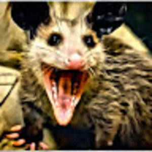 Meet your Posher, M.